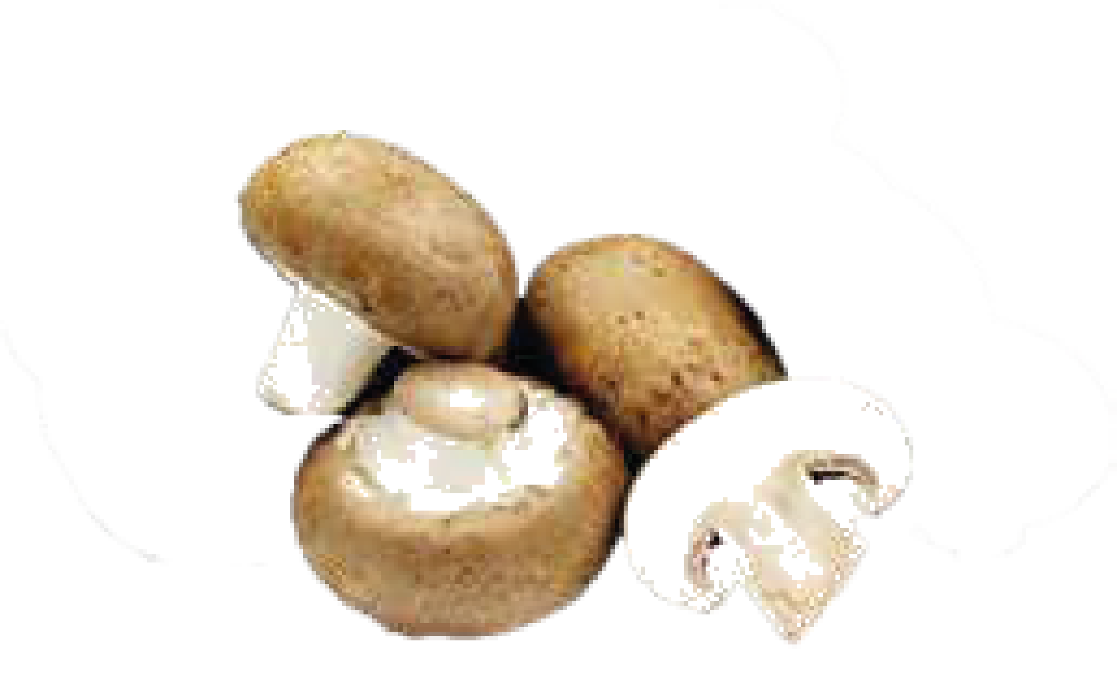 CHAMPIGNON